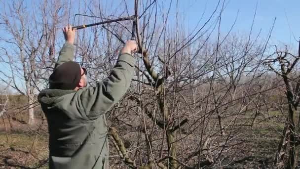 Gazda Gyümölcsfák Ágait Metszi Gyümölcsösben Hosszú Ágakat Használva Kora Tavasszal — Stock videók