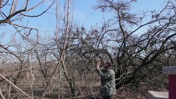 Farmář Jaře Prořezává Větve Ovocných Stromů Sadech Pomocí Dlouhých Odřezků — Stock video