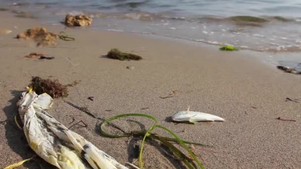 プラスチック製の袋の横にある砂浜で死んだ魚 死んだ魚の死体はプラスチック廃棄物で砂浜の海によって洗浄されます 264ビデオコーデック — ストック動画