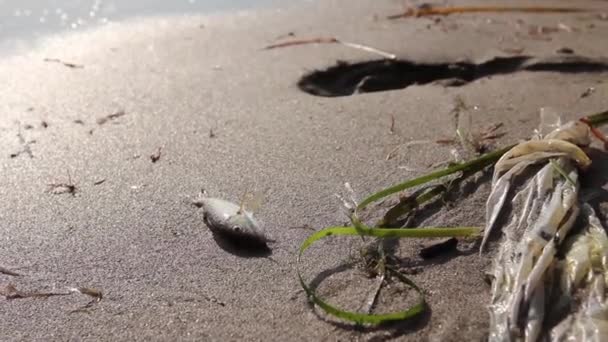 Petit poisson mort sur la plage de sable près du sac en plastique.La carcasse de poisson mort est lavée par la mer sur une plage de sable avec des déchets plastiques.H.264 video codec 