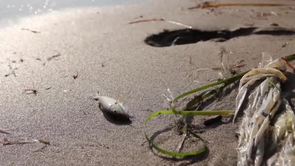 Μικρό Ψόφιο Ψάρι Στην Αμμώδη Παραλία Δίπλα Στην Πλαστική Σακούλα — Αρχείο Βίντεο