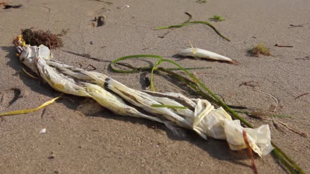 Kleine Tote Fische Sandstrand Neben Der Plastiktüte Der Kadaver Der — Stockvideo