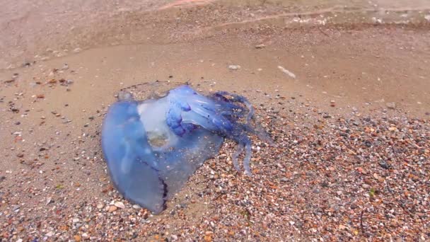 Nagy Kék Döglött Medúza Sekély Tengervízben Elpusztult Hatalmas Kék Medúza — Stock videók