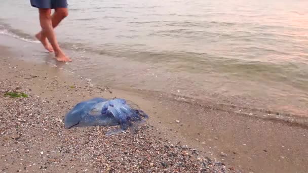 Мужская Нога Варикозным Расширением Вен Исследует Большие Синие Мертвые Медузы — стоковое видео