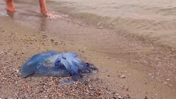Man Leg Varicose Veins Explore Big Blue Dead Jellyfish Shallow — Stock Video