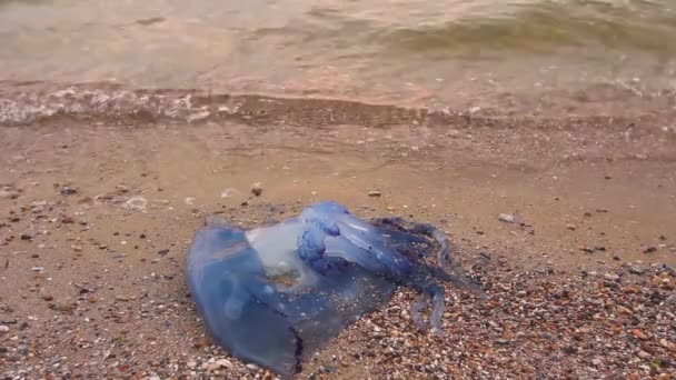 Man Leg Varicose Veins Explore Big Blue Dead Jellyfish Shallow — Stock Video