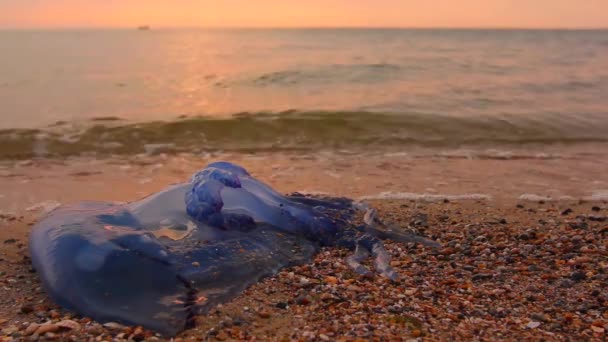 蓝色的 水母在浅海中 清晨的阳光照射在死了的 巨大的蓝色水母尸体上 被海水冲刷在沙滩上 264视频编码器 — 图库视频影像