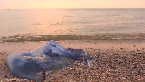 深い海の水の中で大きく クラゲ 死んだ巨大な青いクラゲの死体の上の朝の日差しは砂浜の海によって洗い流されます 264ビデオコーデック — ストック動画