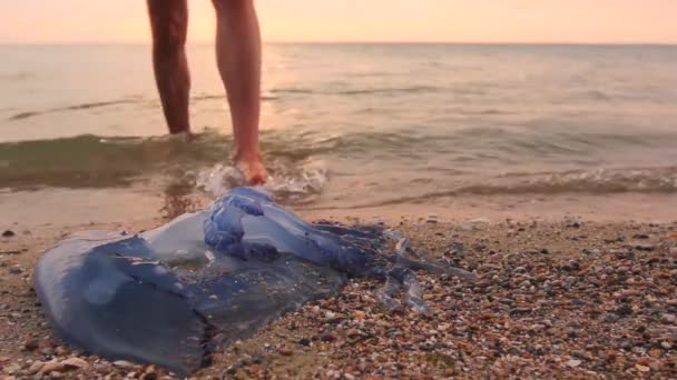 男の足が死んで 浅い海の水の中にクラゲを渡している観光客が死んで巨大な青いクラゲの死体で 浅い海の水を裸足で歩いて渡している 264ビデオコーデック — ストック動画