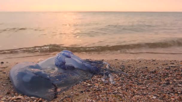 Man Legs Passing Dead Jellyfish Shallow Sea Water Tourist Passing — Stock Video