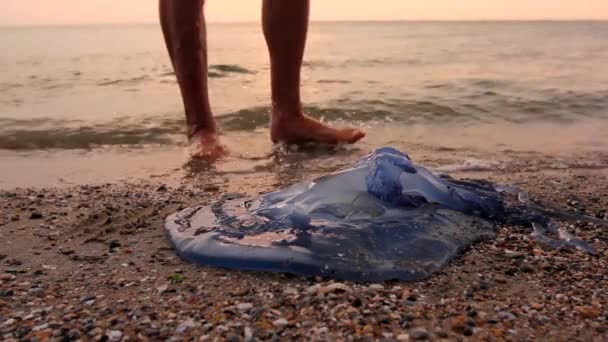 Man Legs Passing Dead Jellyfish Shallow Sea Water Tourist Passing — Stock Video