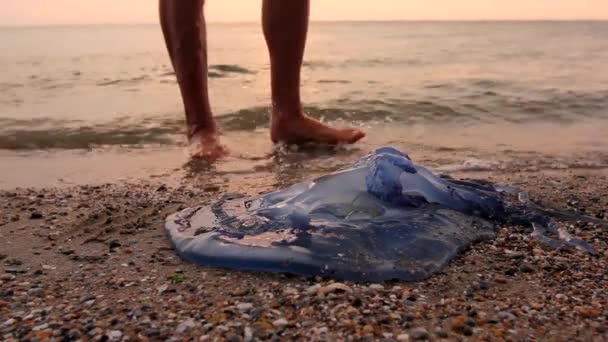 Lidské Nohy Míjejí Mrtvé Medúzy Mělké Mořské Vodě Turista Míjí — Stock video