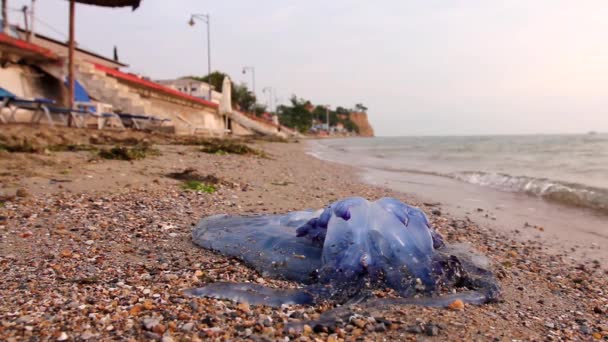 水母在浅海中 死了的 蓝的水母在空旷的公共沙滩上被海水冲上来 264视频编码器 — 图库视频影像