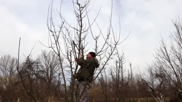 Jardineiro Está Cortando Galhos Podando Árvores Frutíferas Com Tesouras Podar — Vídeo de Stock