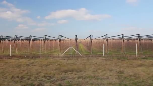 Side View Lines Vineyard Rows Side View Leafless Rows Vineyards — Stock Video