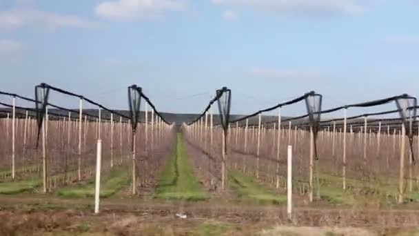 Seitenansicht Auf Reihen Von Weinbergen Seitenansicht Auf Blattlosen Reihen Von — Stockvideo