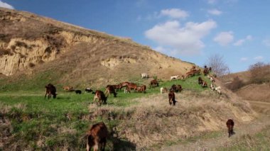 Keçiler çim otluyor, çayırda, tepenin üzerinde çayır. Evcil keçi sürüsü güneşli yeşil arazide otlanıyor. Fotoğraf - Jpeg video kodlayıcısı