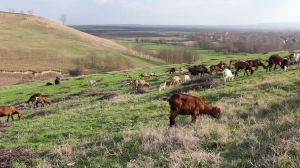 ヤギは放牧草 牧草地 丘の上の牧草地です 国内のヤギの群れは日当たりの良い緑の風景で放牧草です Jpeg Video Codec — ストック動画