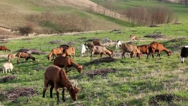 Les chèvres pâturent l'herbe, sur le pâturage, la prairie sur la colline. Le troupeau des chèvres domestiques pâturent l'herbe au paysage ensoleillé vert. Photo - codec vidéo JPEG 