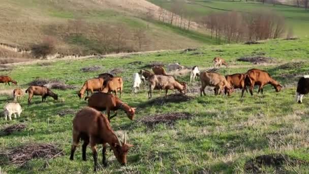 Getter Betar Gräs Betesmark Äng Över Kullen Hjordar Tamgetter Betar — Stockvideo