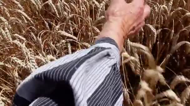 奶奶在用镰刀爱抚干麦穗 奶奶拿着收割的钩子 用镰刀轻轻掠过成熟的小麦 264视频编码器 — 图库视频影像
