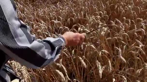 Grandma Caressing Dry Wheat Ears Sickle Granny Holding Reaping Hook — Stock Video