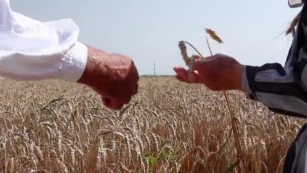 2人の高齢者は 穀物の湿度を決定しています 2人の高齢者は 収穫が午前中に始まる前に彼の乾燥を決定するために手に小麦の穀物を保持しています — ストック動画