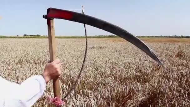 Farmer Looking Grain Field Farmer Holding Scythe Front Field Mature — Stock Video