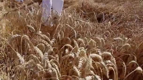 Farmer Cutting Wheat Farmer Reaping Wheat Manually Scythe Traditional Rural — Stock Video