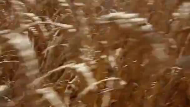 Agricultor Está Cortando Sibila Agricultor Está Colhendo Trigo Manualmente Com — Vídeo de Stock