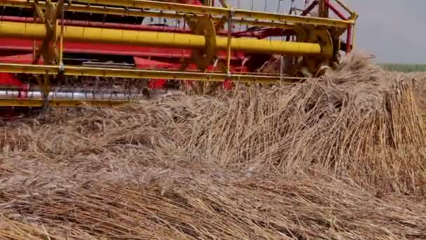 Mähdrescher Erntet Reifen Weizen Landwirtschaftlicher Mähdrescher Schneidet Und Erntet Weizen — Stockvideo