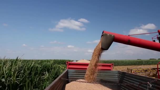 Combine Harvester Harvest Ripe Wheat Agricultural Harvester Combine Unloading Harvested — Stock Video