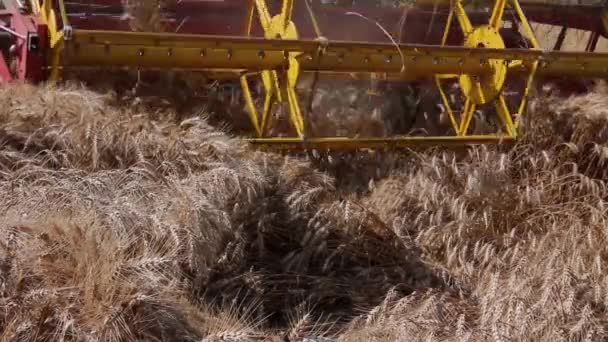 Mähdrescher Ernten Reifen Weizen Landwirtschaftliche Mähdrescher Schneiden Und Ernten Weizen — Stockvideo