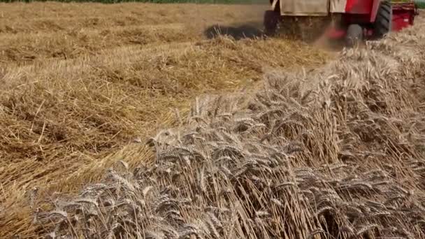 Hasat Hasadı Olgunlaşmış Buğdayı Birleştiriyor Tarlalarda Buğday Kesip Biçiyor Fotoğraf — Stok video