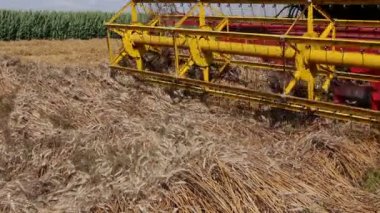  Hasat hasadı olgunlaşmış buğdayı birleştiriyor. Tarlalarda buğday kesip biçiyor. Fotoğraf - JPEG video kodlayıcısı