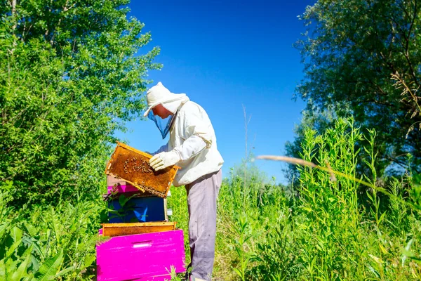 Imker Schakelt Honingraat Uit Een Houten Frame Situatie Bijenkolonie Beheersen — Stockfoto