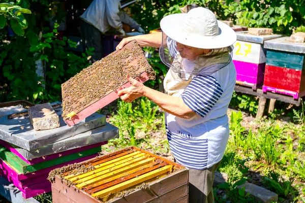 Kontrolu Situace Včelstva Holýma Rukama Starší Žena Včelař — Stock fotografie