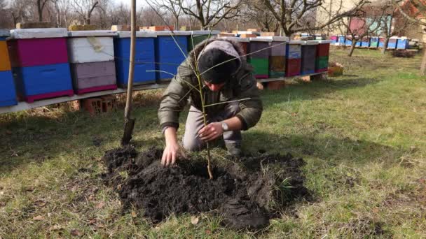 Gärtner Barehanded Pflanzt Einen Obstbaum Der Nähe Von Bienenvölkern Bauer — Stockvideo