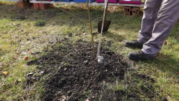 Gardener Zalévá Čerstvě Vysázený Ovocný Strom Farmář Raném Jaru Nalévá — Stock video