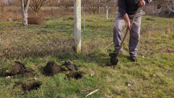 Tuinman Gebruikt Schep Een Gat Graven Voor Het Planten Van — Stockvideo