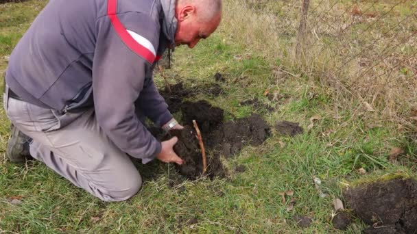 Jardineiro Descalço Está Plantando Uma Framboesa Blackberry Farmer Está Plantando — Vídeo de Stock