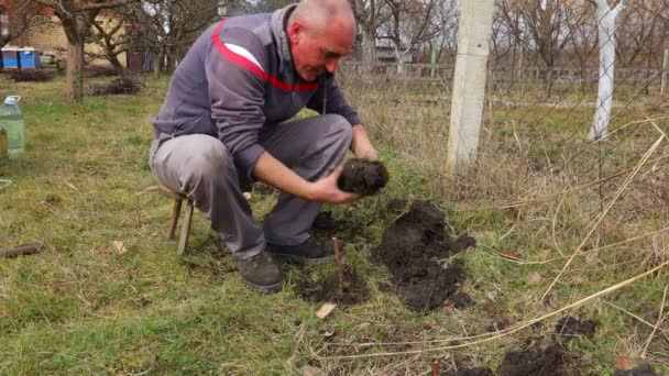 Ogrodnik Gołymi Rękami Sadzi Malinę Jeżynkę Farmer Gołymi Rękami Sadzi — Wideo stockowe