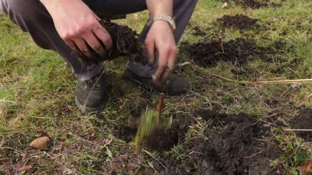 Ogrodnik Gołymi Rękami Sadzi Malinę Jeżynkę Farmer Gołymi Rękami Sadzi — Wideo stockowe