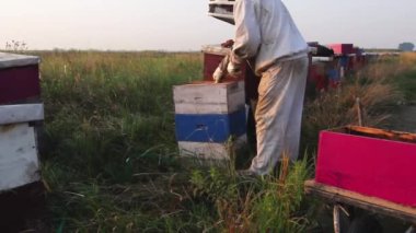 Arı yetiştiricisi arıları kontrol ediyor, açık arı kovanı. Arı kovanı, arı kovanlarından bal almadan önce arı kovanını kontrol etmek için arı kovanı açıyor. H.264 video kodlayıcısı.