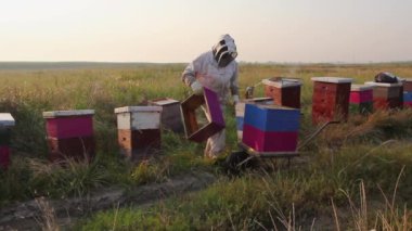 Apiarist, arıcı bal topluyor, vintage.Arı yetiştiricisi bal peteğini ahşap çerçeveden çıkarıp arı kovanlarından, hasattan bal alıyor. H.264 video kodlayıcısı.