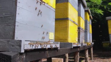 Kovan girişindeki iniş yeri, arılar uçar. Arılar uçuyor ve kovan girişindeki iniş güvertesine geri dönüyorlar. H.264 video kodlayıcı