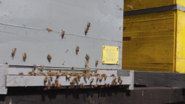 Kovan girişindeki iniş yeri, arılar uçar. Arılar uçar ve kovan girişindeki iniş güvertesine geri döner. H.264 video kodlayıcı