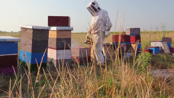 Beekeeper Checking Bees Open Beehive Apiarist Beekeeper Opening Hive Control — Stock Video