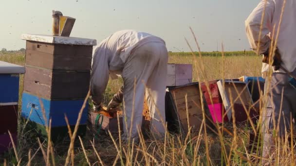 Apiarista Apicultor Está Revisando Las Abejas Marco Madera Panal Apicultor — Vídeo de stock