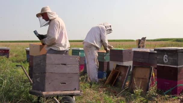 Dos Apicultores Apicultores Están Cosechando Miel Añada Los Apicultores Están — Vídeos de Stock